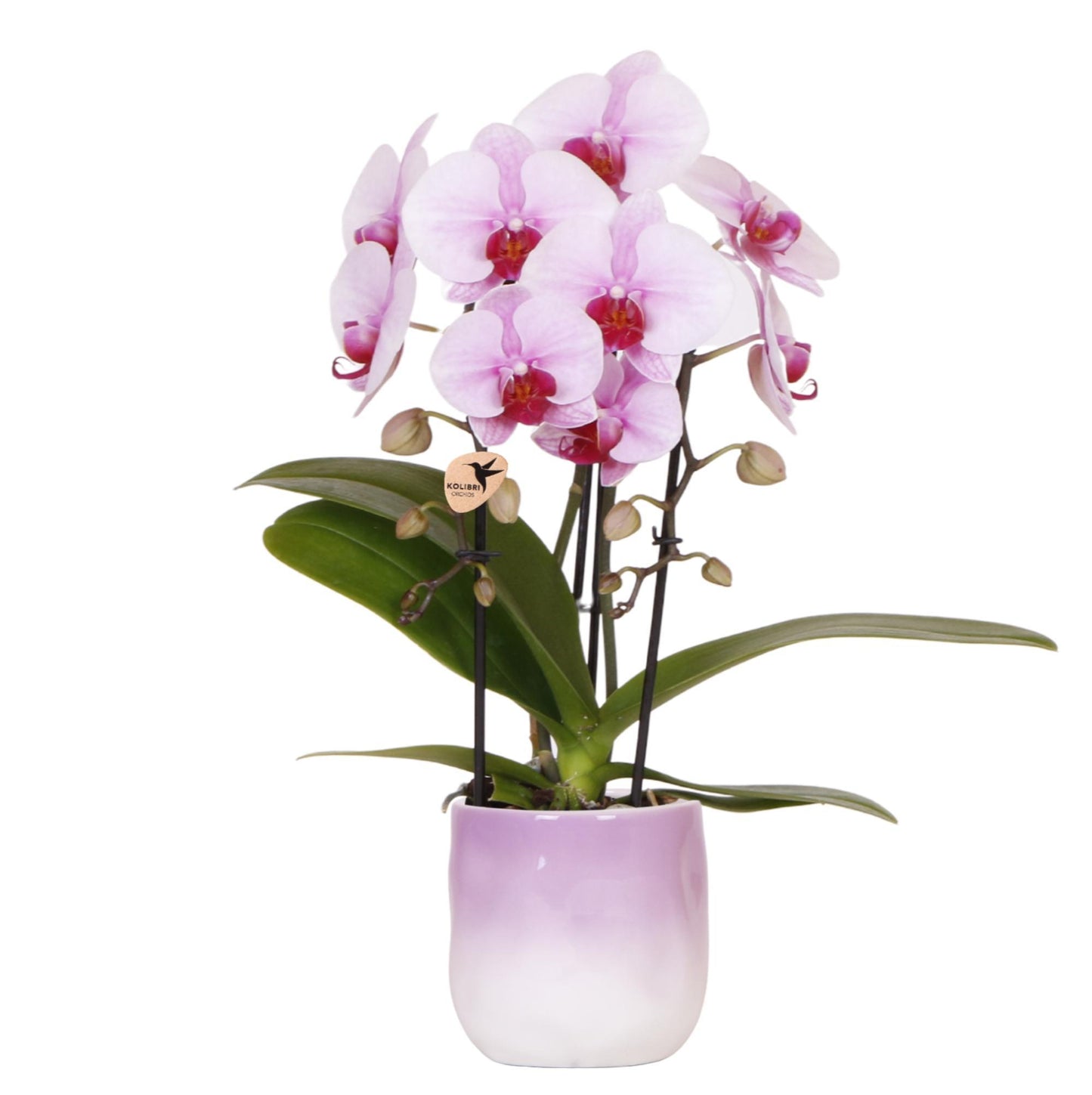 Roze Orchidee Niagara Falls + Gradience Roze Decoratieve Pot - Potmaat 9cm