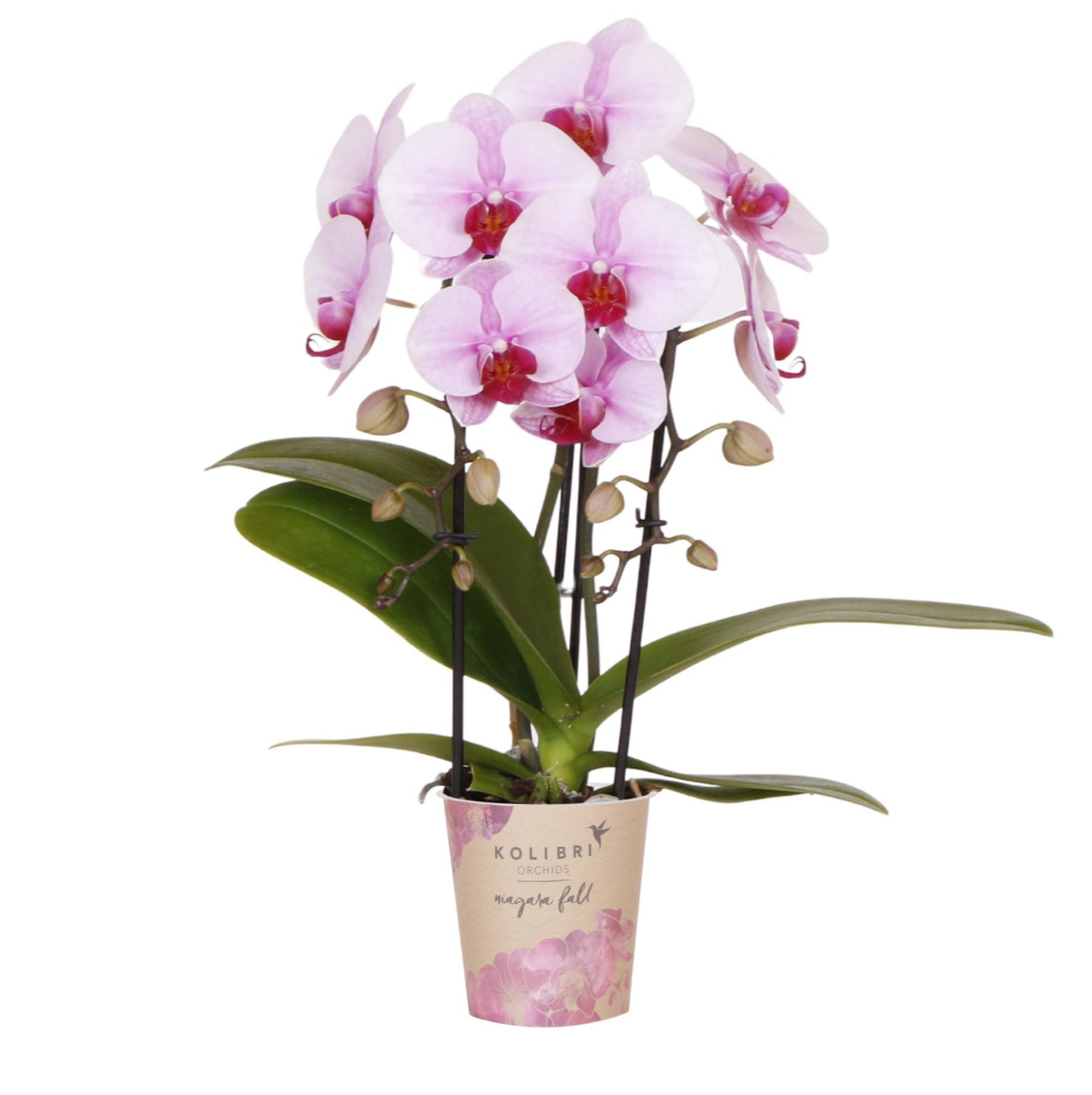 Roze Orchidee - Niagara Fall - potmaat 9cm