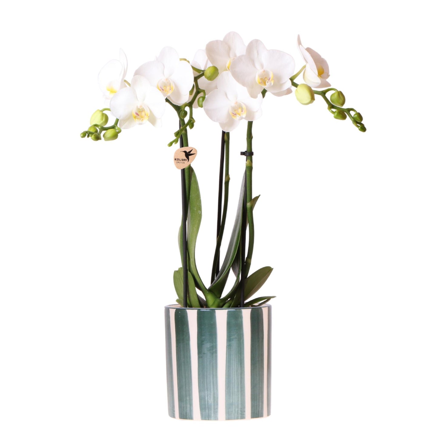 White Orchid Amabilis + Green + Striped Pot - Pot Size 9cm