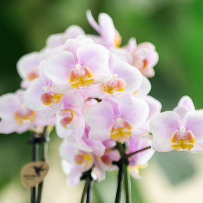 Roze Orchideeën - Andorra - potmaat 9cm