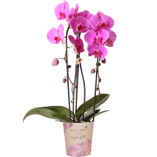 Roze Orchidee - Niagara Fall - Potmaat 12cm