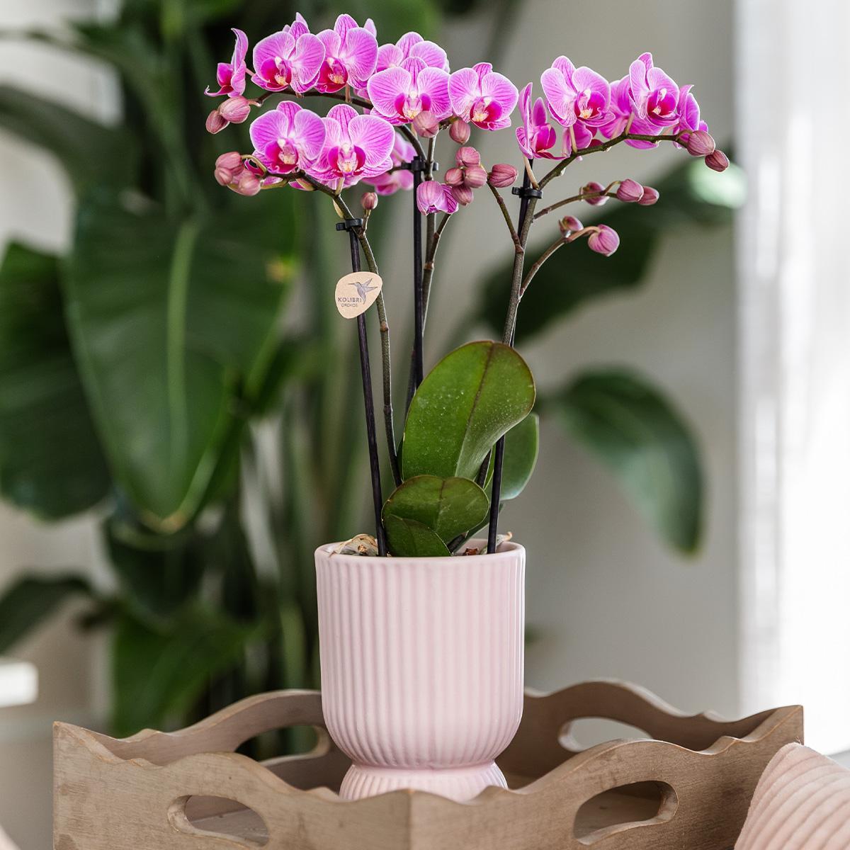 Roze Paarse Orchidee - El Salvador + Diabolo Roze - Potmaat 9cm