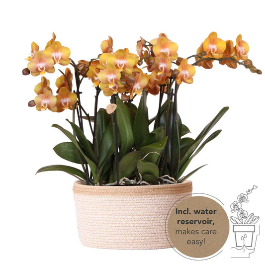 Orange orchid set in Cotton Basket - 3 orange orchids 12 cm - Mono Bouquet orange + self-sufficient water reservoir.