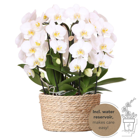 Witte orchideeënset in mand - 3 gebogen orchideeën 12 cm - Monoboeket + waterreservoir