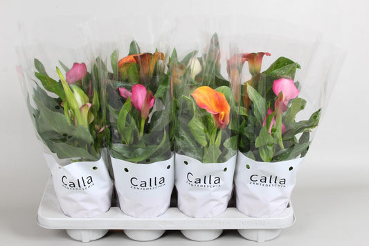 Zantedeschia Mixed Castlemix - 4 pieces - Pot size 13cm - Height 40cm