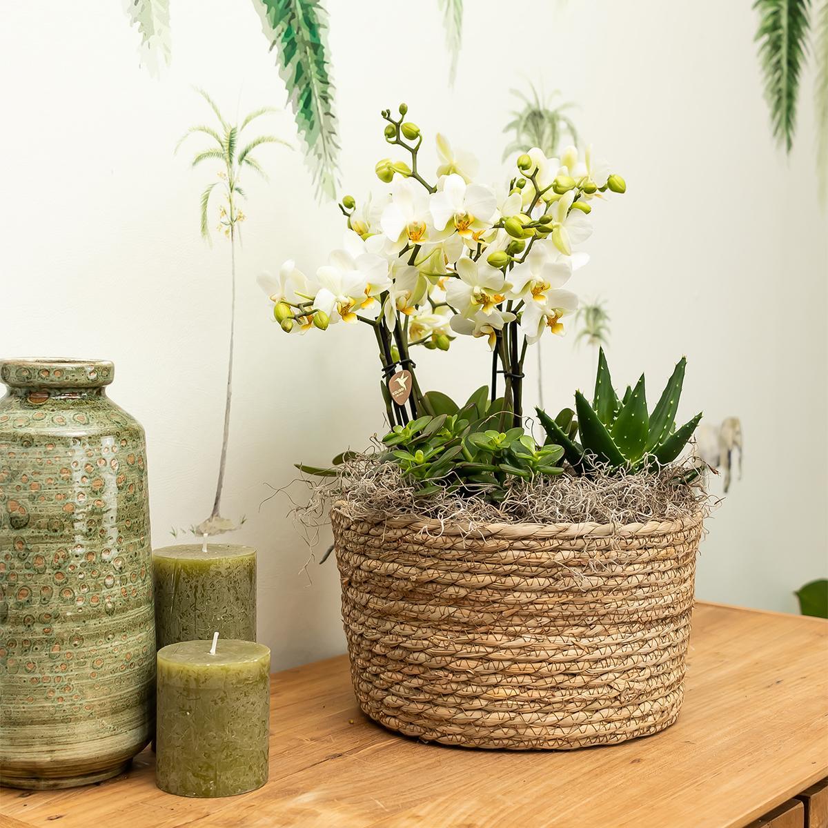 Pink Plant Set in Reed Basket | Pink Orchids + Green Plants with Water Reservoir