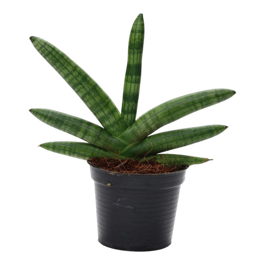 Sansevieria Skyline - 25 cm - 10,5 cm