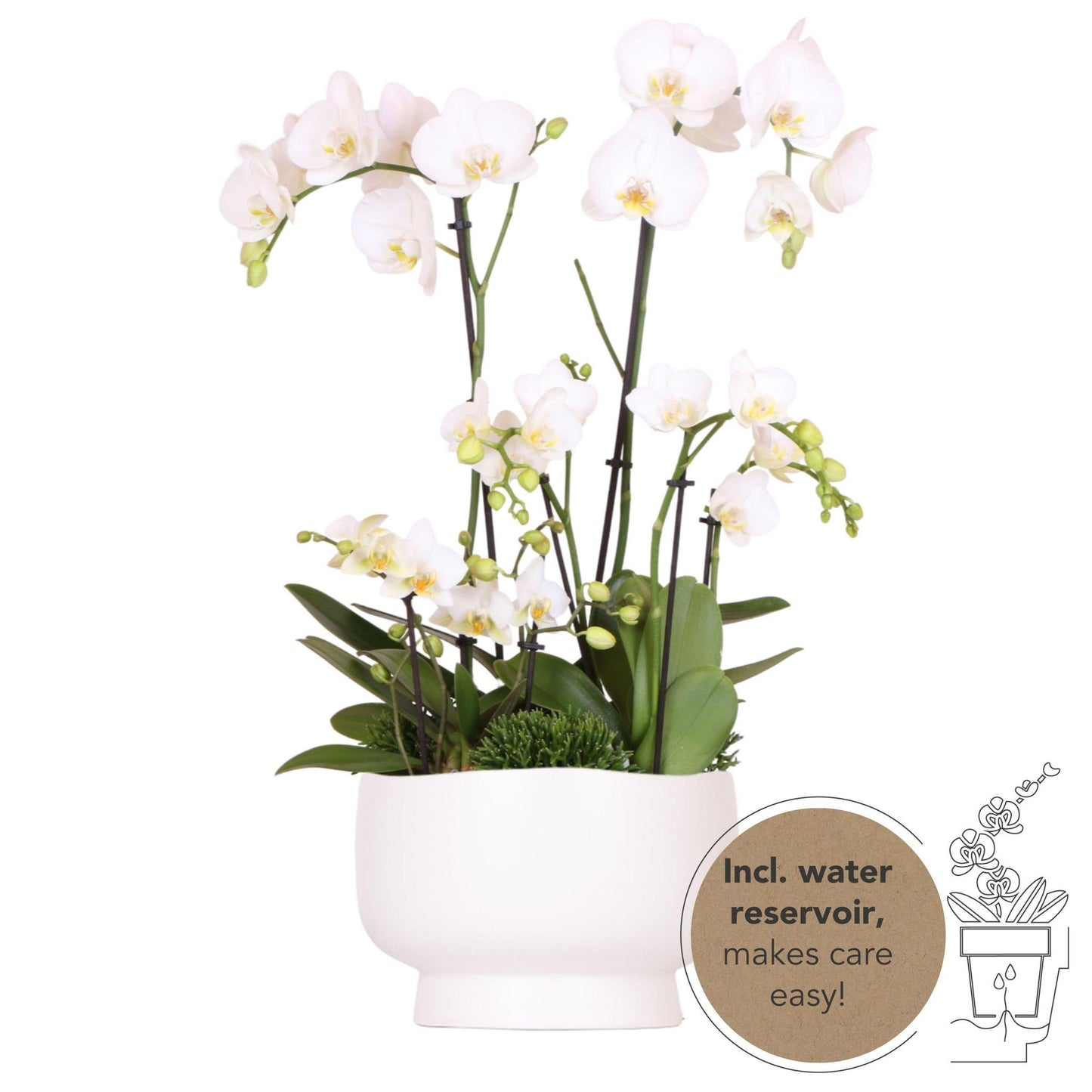 White Plant Set in Scandic Dish + Water Reservoir - Three White Orchids +Three Green Plants - Field Bouquet White + Self-Sustaining Water Reservoir.