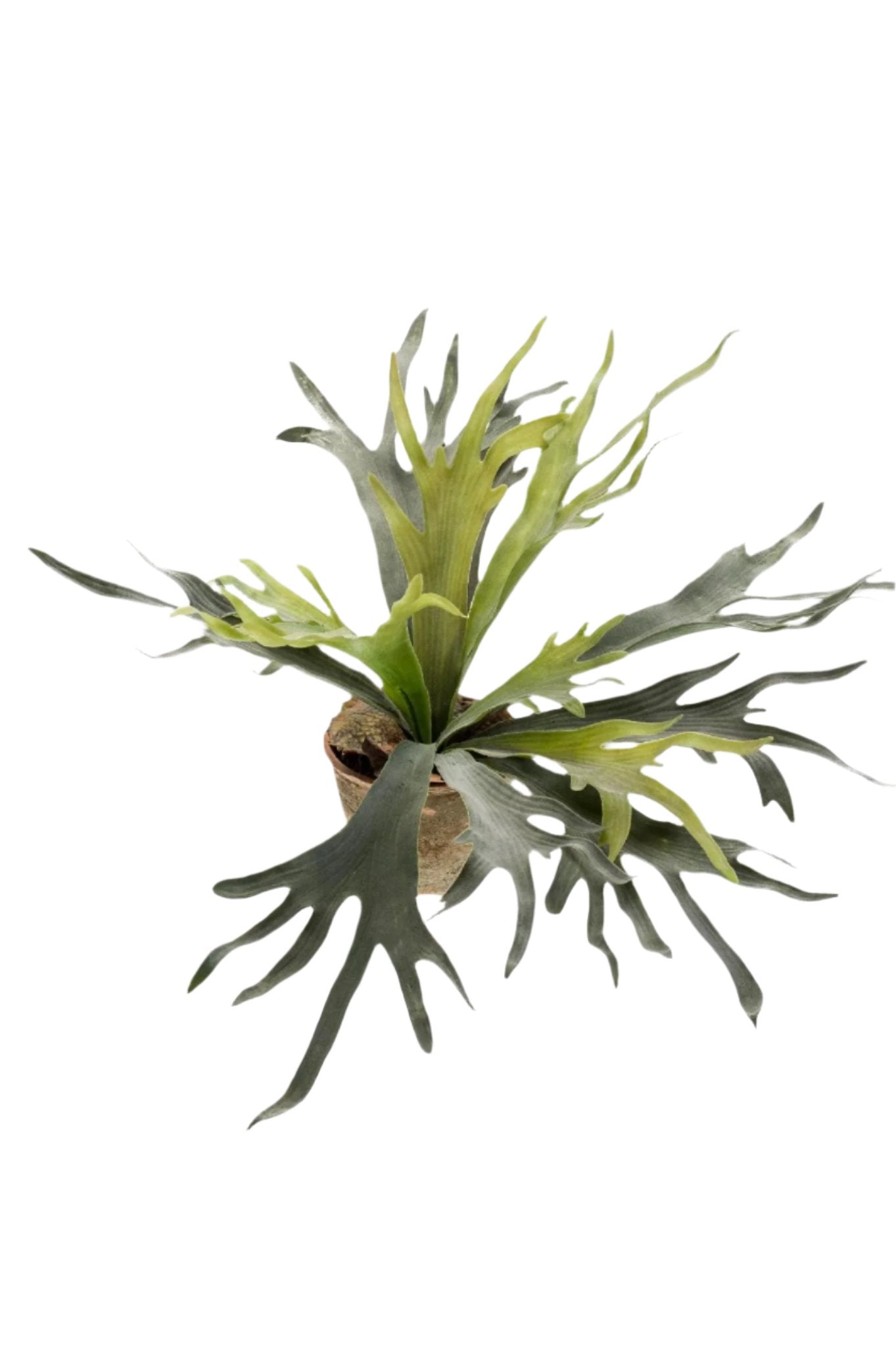 Artificial Plant - Staghorn Fern - Staghorn - 50 cm