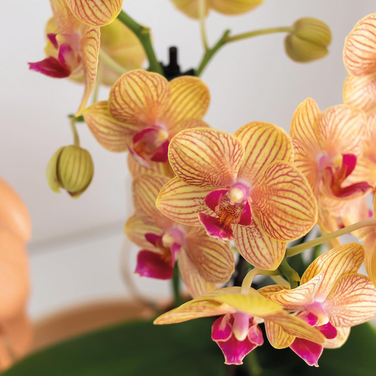 Geschenkset PeachGreen Plant met oranje Phalaenopsis orchidee in snoepkleurige decoratieve potten op witte biologische schaal