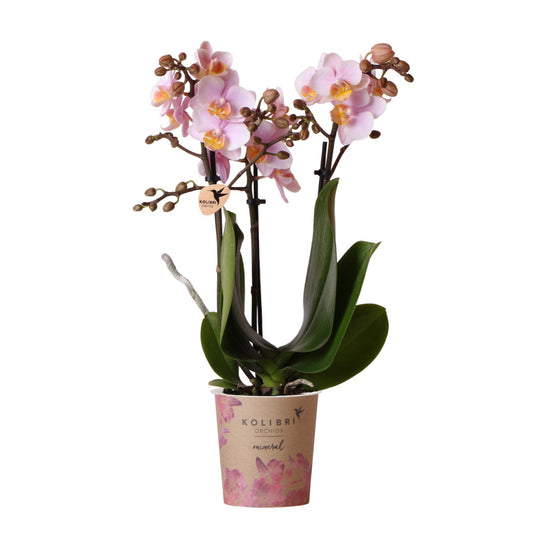 Roze Orchideeën - Andorra - potmaat 9cm