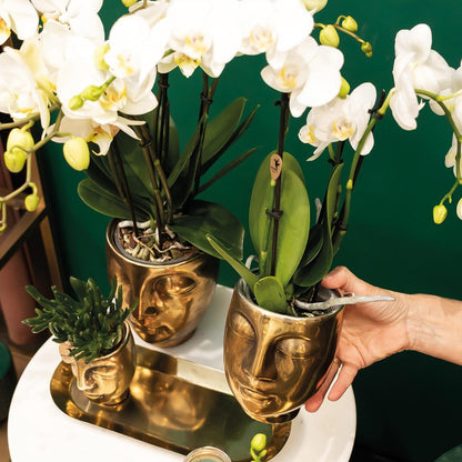 Witte orchideeën en vetplanten op een gouden schaal