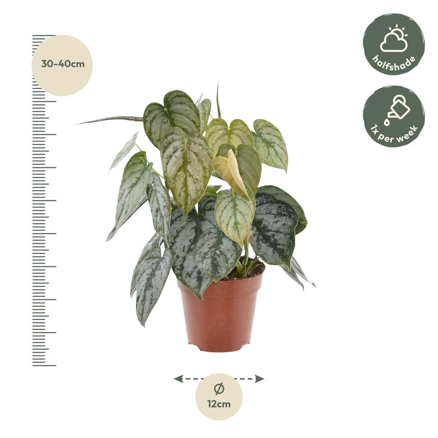 Philodendron Brandtianum - 35 cm - 12 cm