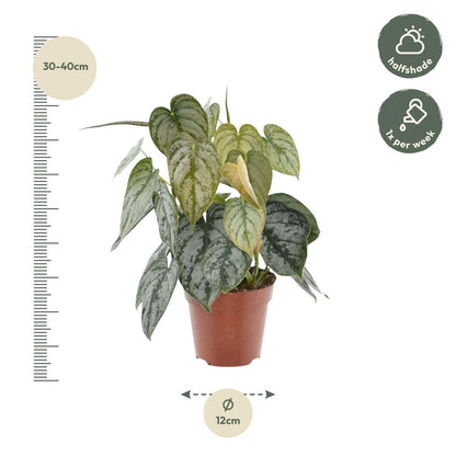 Philodendron Brandtianum - 35 cm - 12 cm