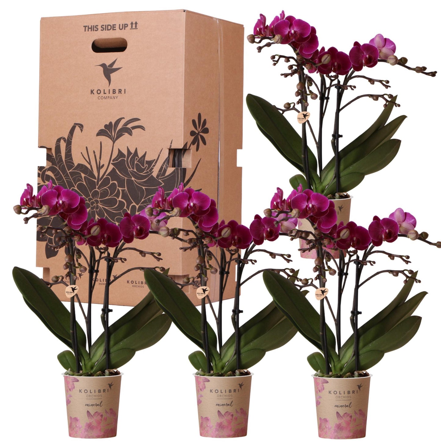 SURPRISE BOX 1-COLOR - Surprise Box with 4 Different Orchids