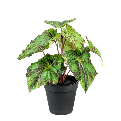 Kunstplant - Begonia Rex - Bladbegonia - 25 cm