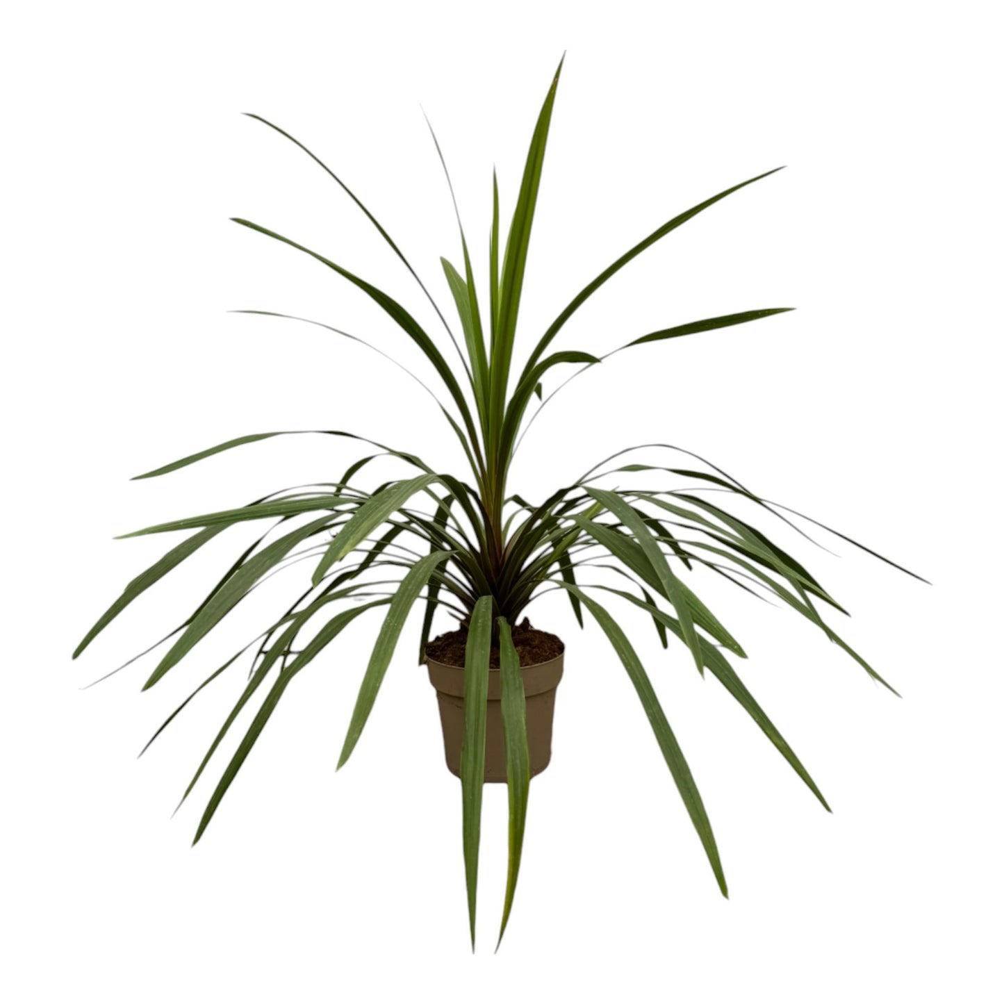 Cordyline Peko - 90 cm - 24 cm