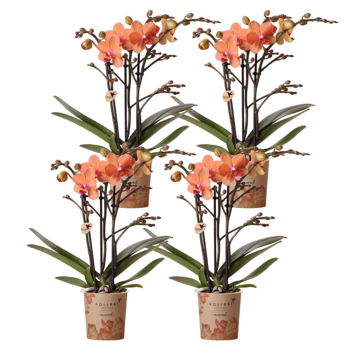 COMBI DEAL of 4 Orange Orchids - Bolzano - pot size 9cm