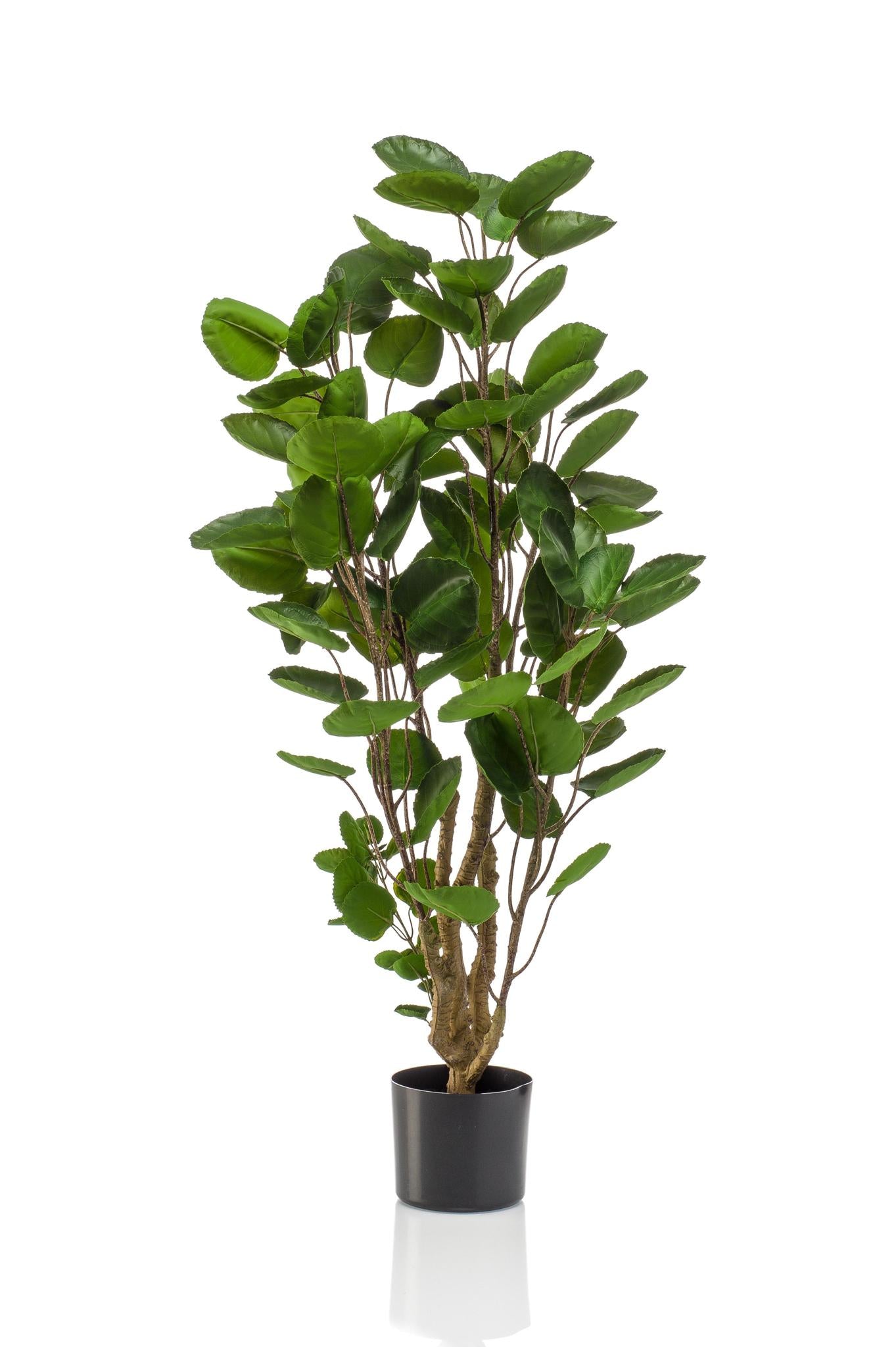 Artificial plant - Polyscias - Aralia - 105 cm