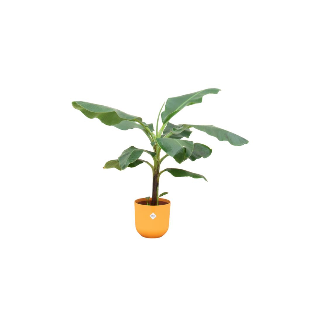 Bananenplant + Elho Jazz Rond geel 23 - 100 cm