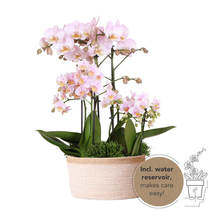 Pink Flowers Set in Cotton Basket incl. water reservoir - 3 Pink Orchids and 3 plants