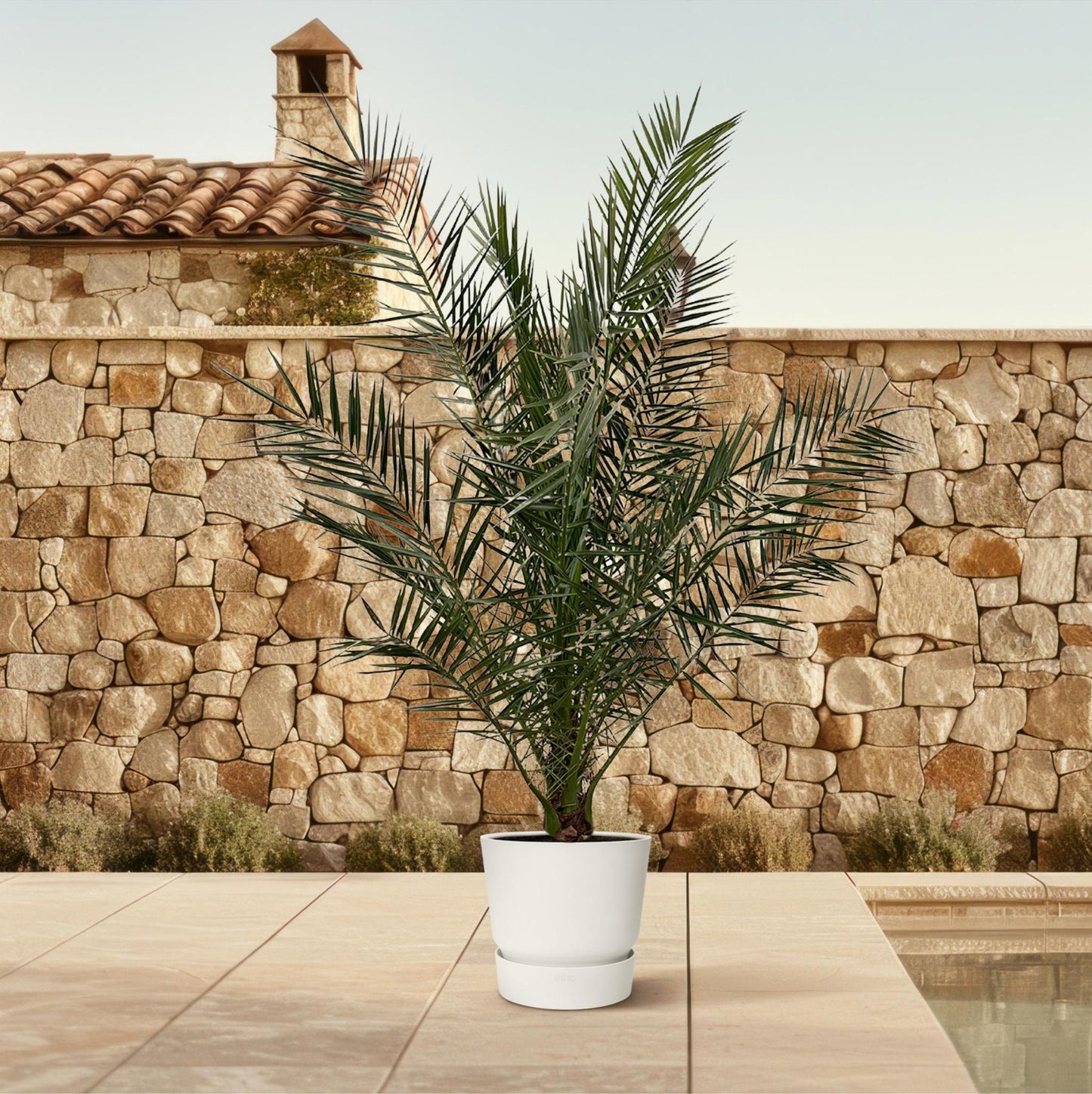 Phoenix Canariensis - 180 cm - 24 cm