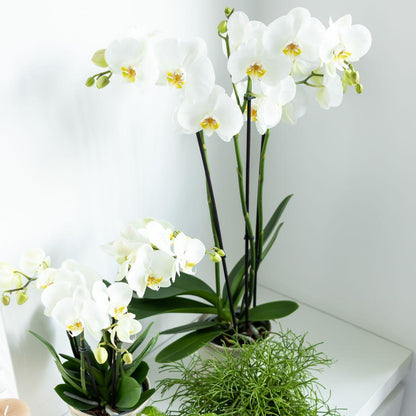 Witte Orchidee - Dame Blanche - potmaat 12cm