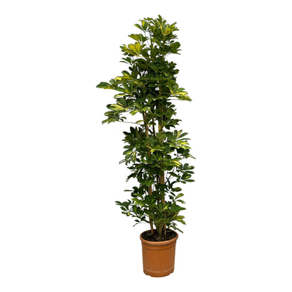 Schefflera Gold Capella struik - 160 cm - 30 cm