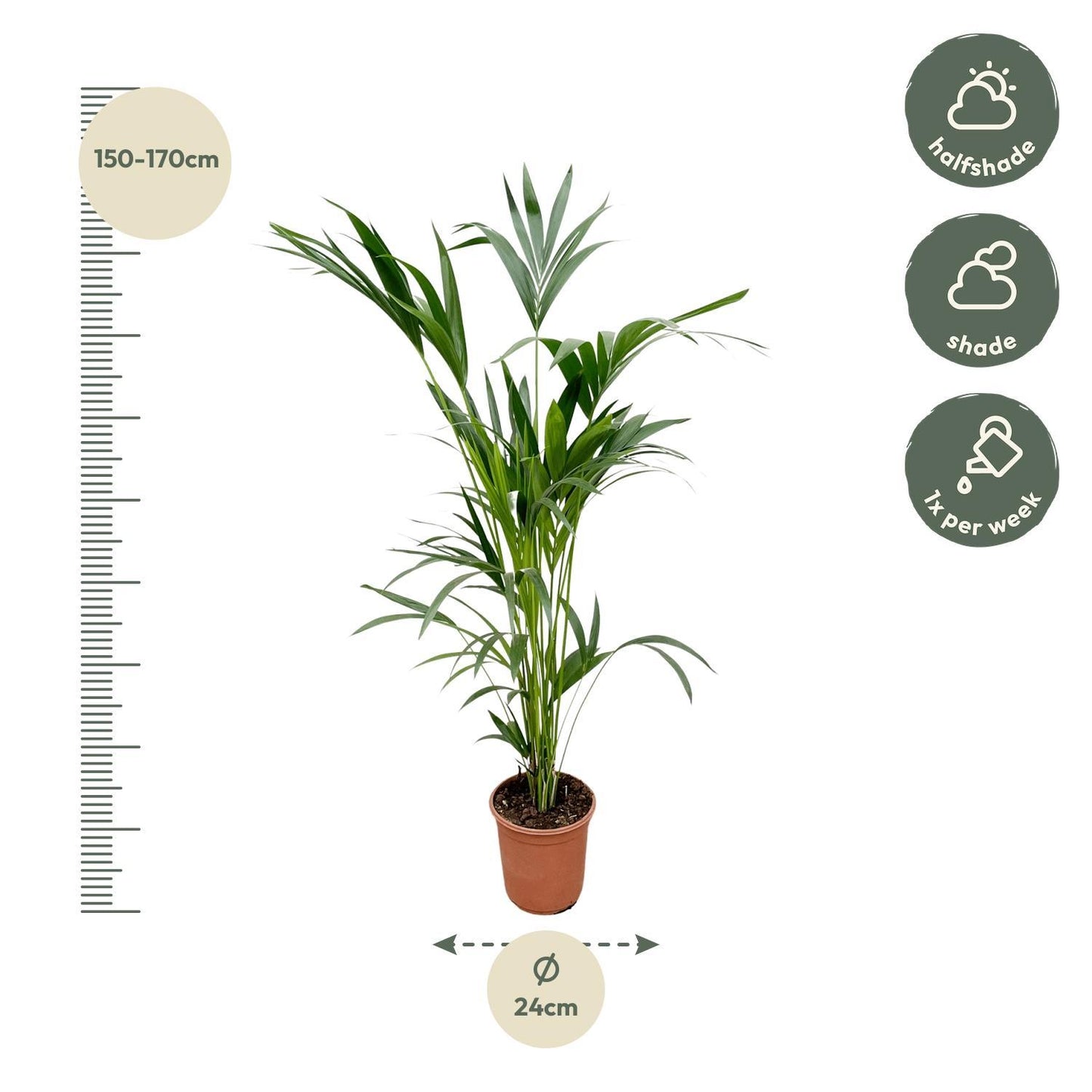 Kentia Palmboom - Hoogte 160cm - Potmaat 24 cm