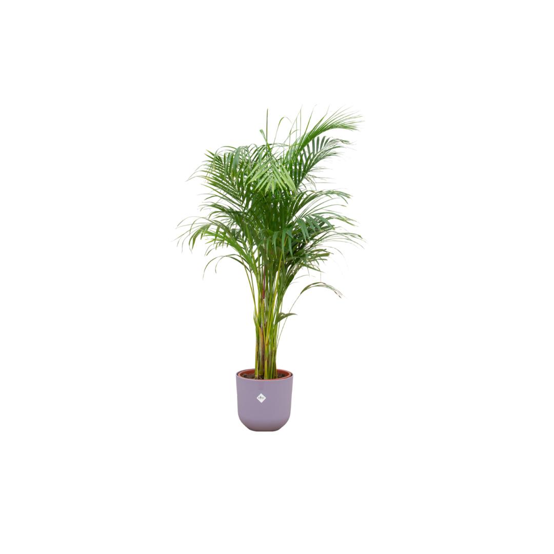 Oferta combo - Palma areca + Elho Jazz Round lila 26 cm - 140 cm