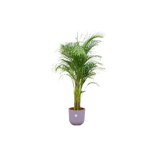 Combo deal - Areca palm + Elho Jazz Round lilac 26 cm - 140 cm