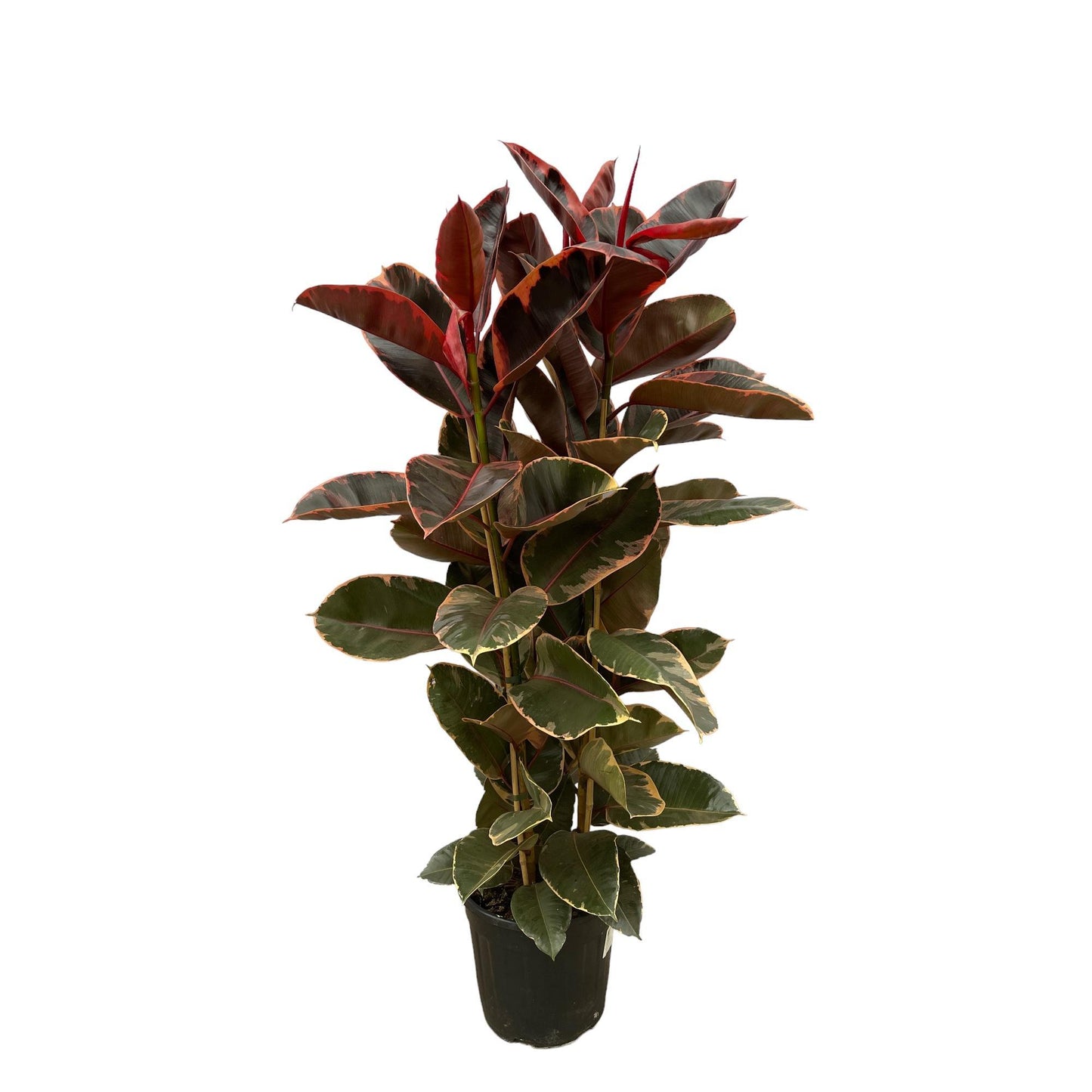 Ficus Elastica Belize Shrub - Height 170 cm - Pot size 29 cm