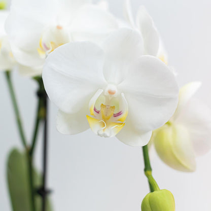 COMBI DEAL of 2 White Orchids - Amabilis - pot size 9cm