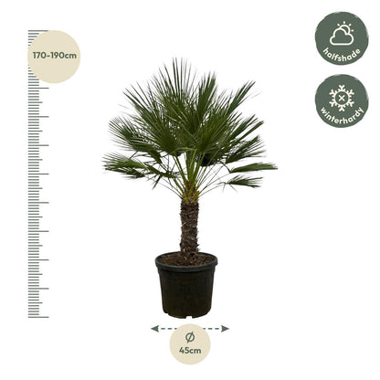 Chamaerops Humilis on a stem - 150 cm - 45 cm