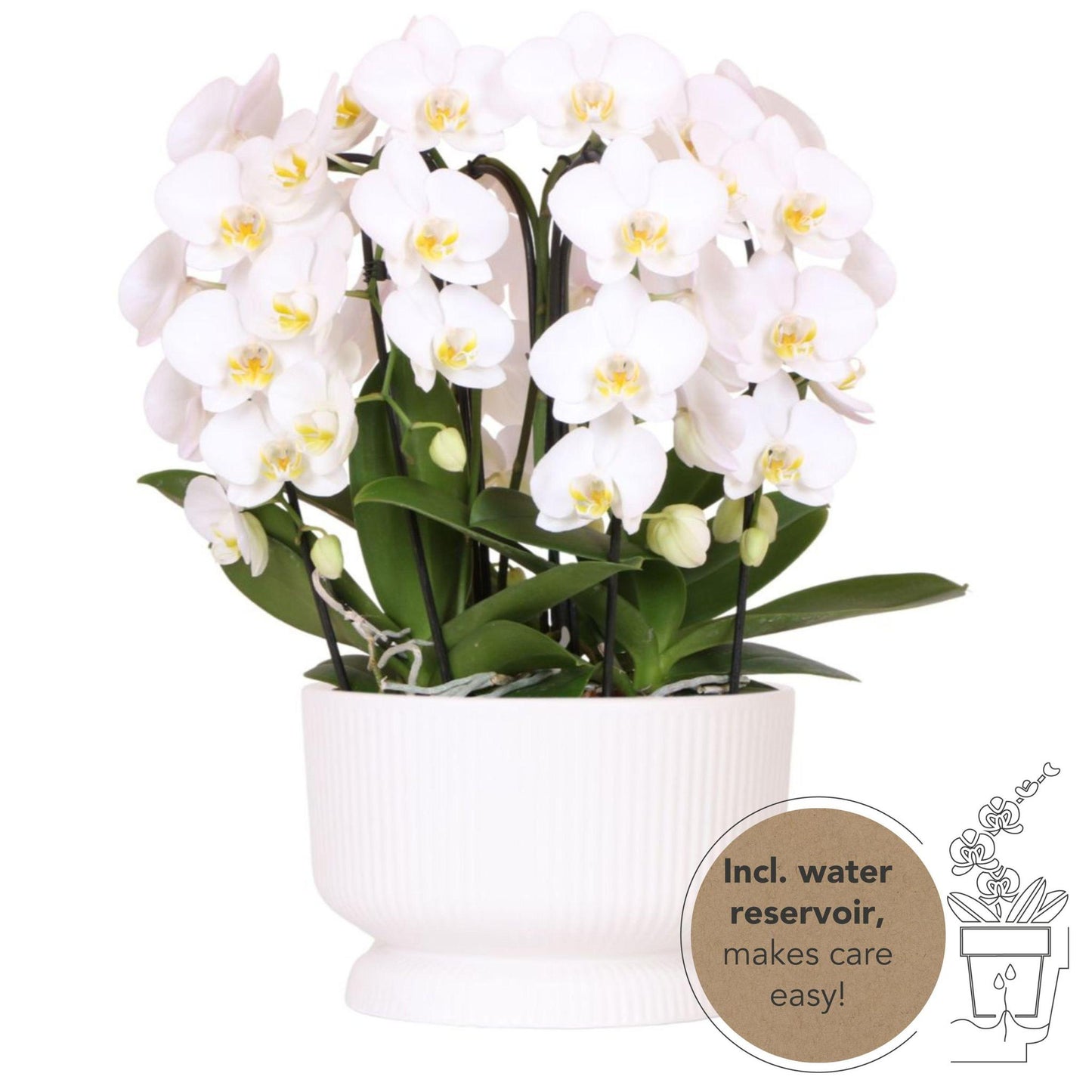 White Orchid Set in DIABOLO white dish incl. water reservoir