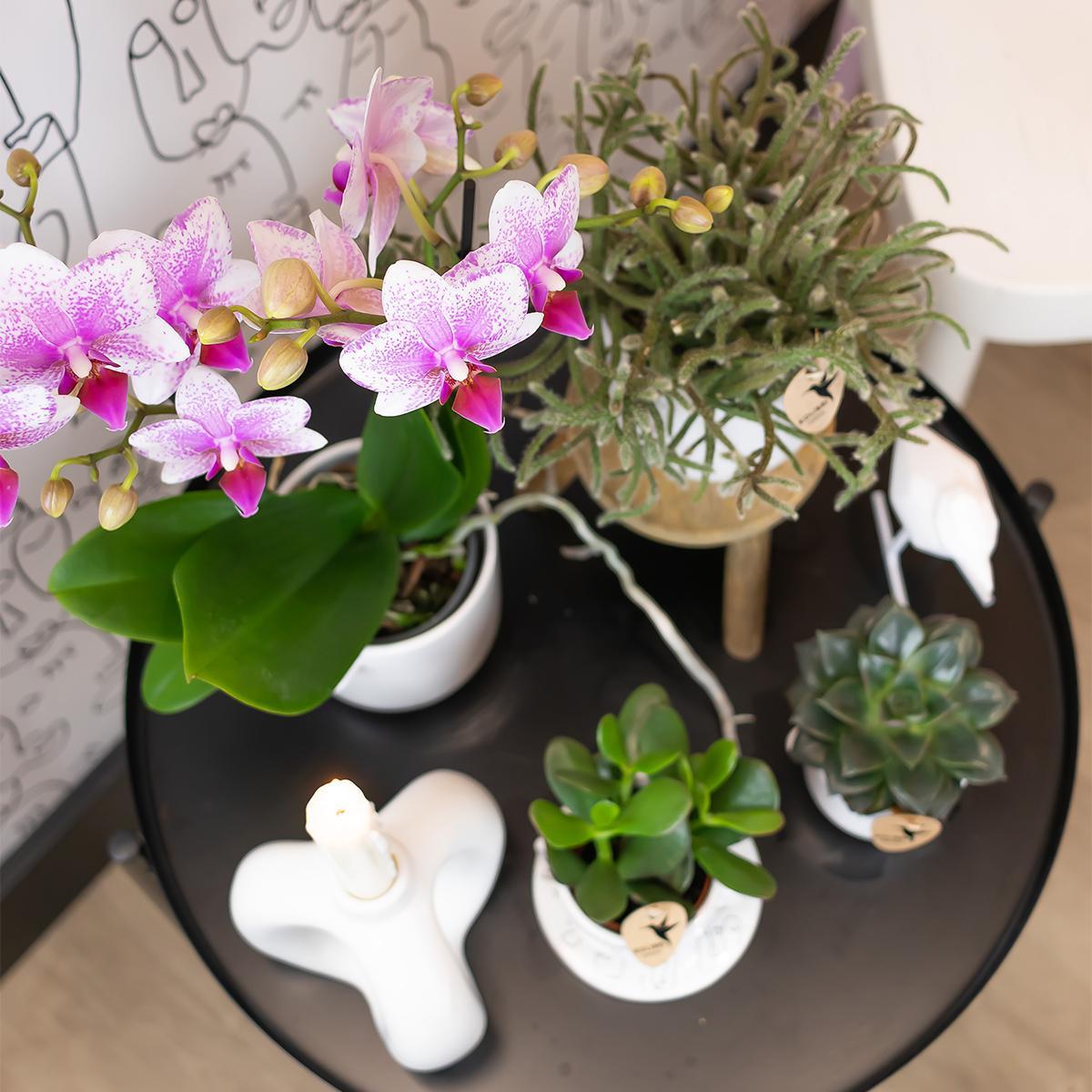 Roze Orchideeën - Mineral Rotterdam - potmaat 9cm