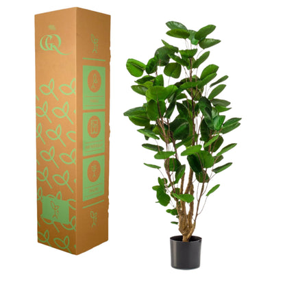 Artificial plant - Polyscias - Aralia - 105 cm