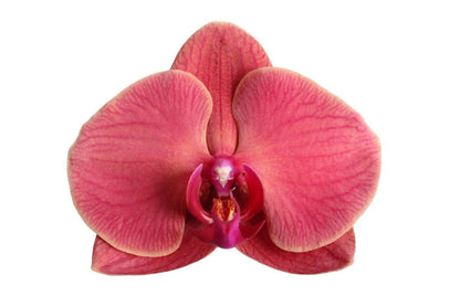 Narbonne Orchid - Height 60 cm - Pot size 12cm