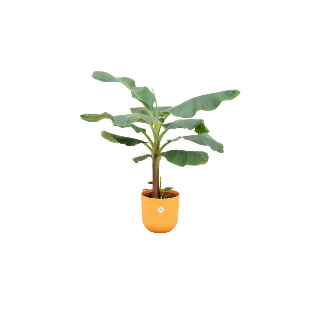 Banana Plant + Elho Jazz Round yellow 23 cm - 120 cm