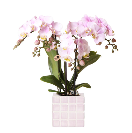 Roze Orchidee + Kubus Pot Maat 9cm