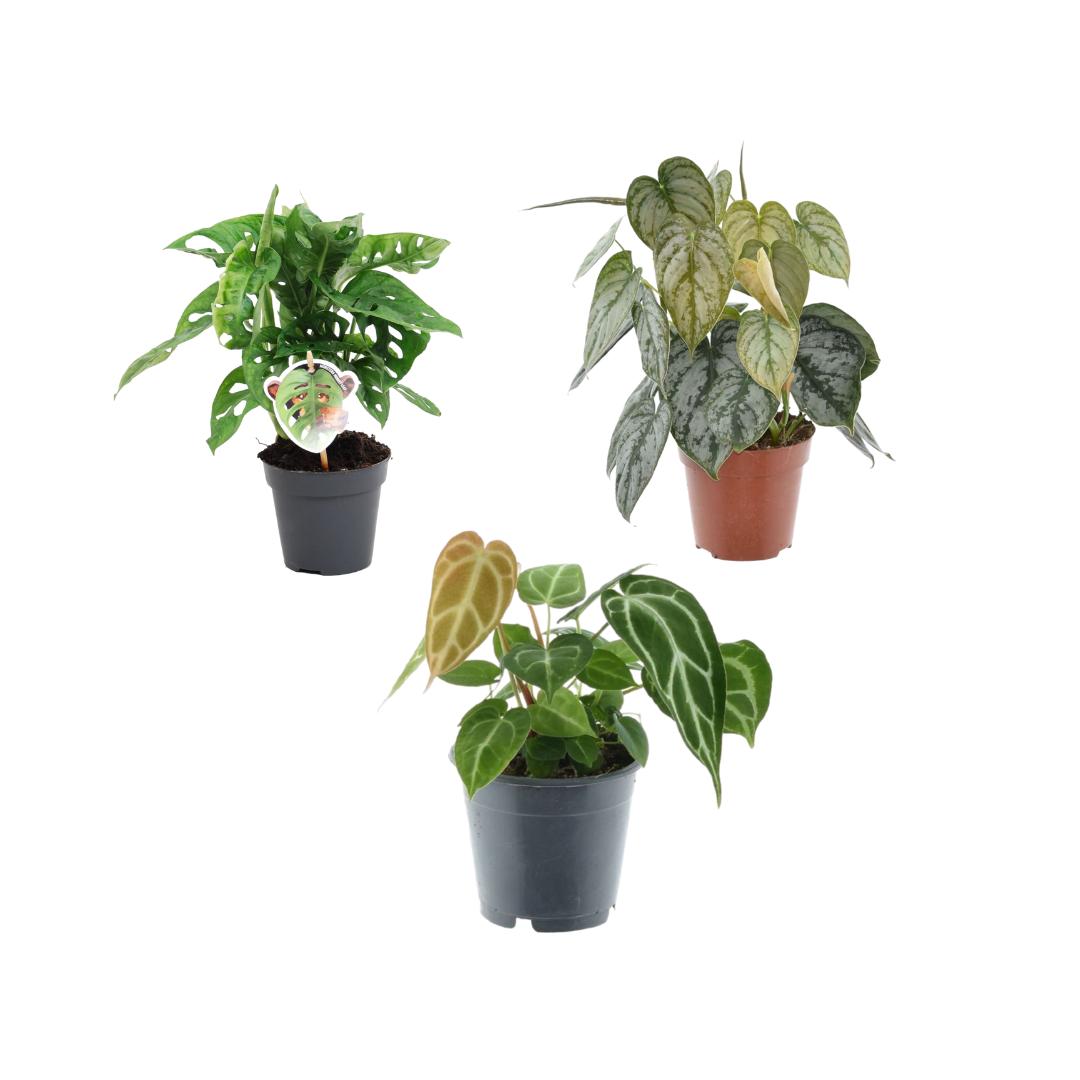 Green Mix 3 Plants - 35 cm - Pot size 12 cm - Monstera obliqua 'Monkey Leaf' + Philodendron Brandtianum + Anthurium Chrystallium