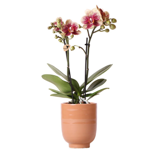 Orquídea Amarilla Roja - España + Maceta Esmaltada coñac - tamaño maceta 9cm - 40cm altura