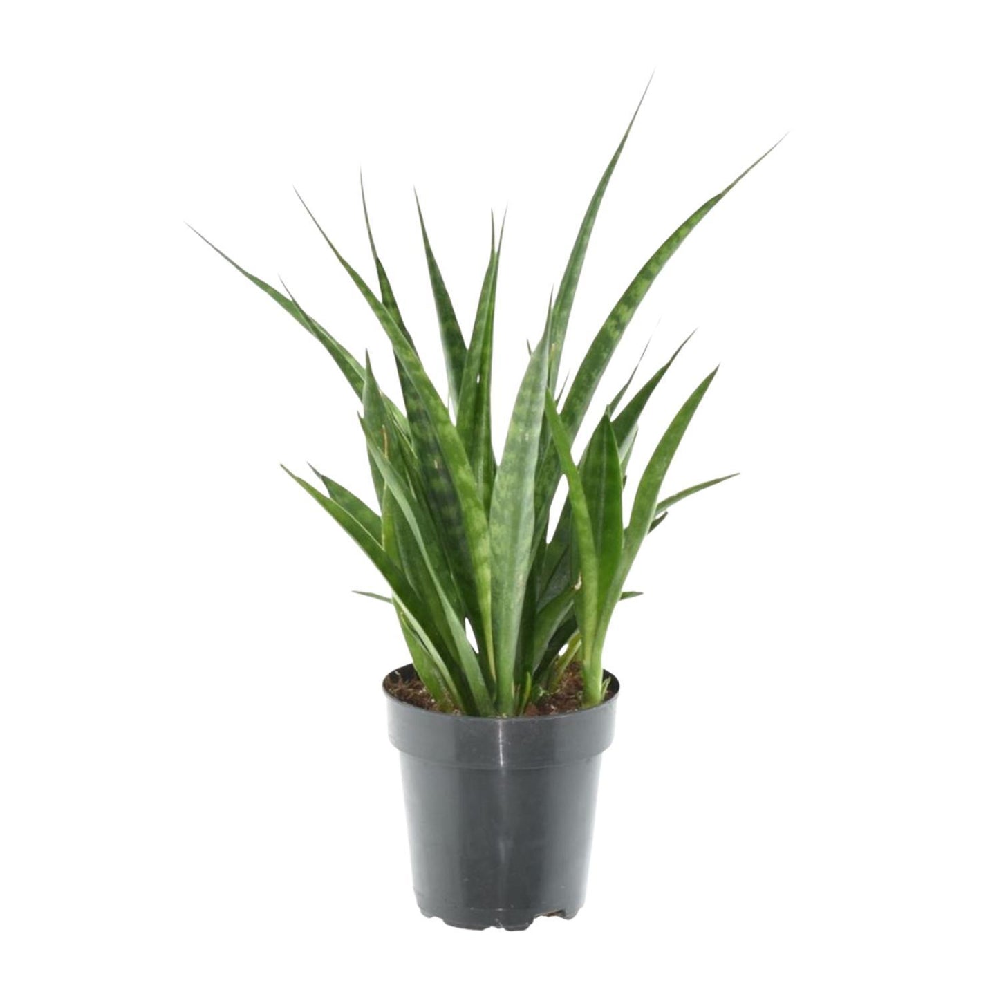 Sansevieria kirkii 'Friends' - 38 cm - 12 cm