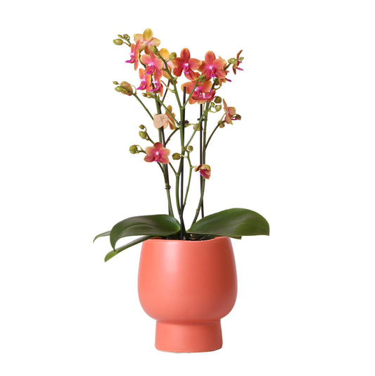 Oranje geurende orchideeën + assortiment gekleurde geglazuurde pot - potmaat 12cm