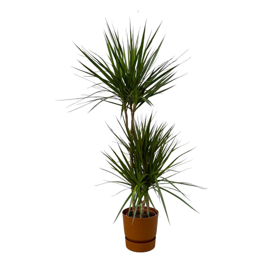 Dracaena Marginata - 120 cm - 21 cm + Elho Greenville Round Brown D24xH23