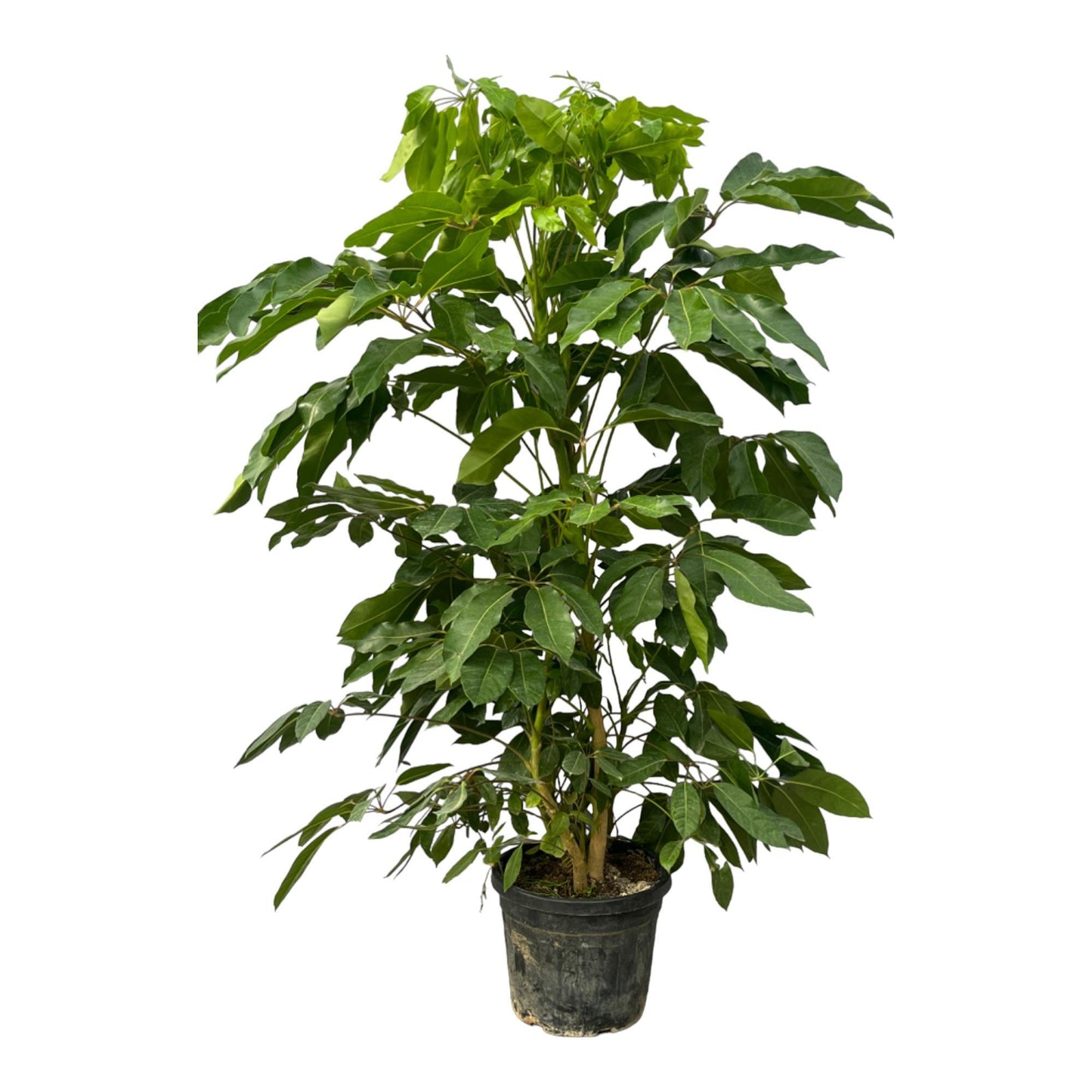 Schefflera Amate - Height 220 cm - Pot size 48cm