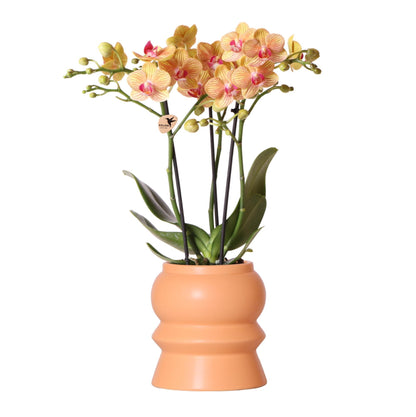 Orange Orchid Jamaica + Tower Peach Potmaat 9cm / 40cm hoogte