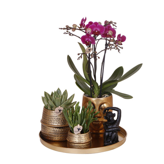 Gift set Hotel Chic - Set of Purple Orchid and Succulents incl. ceramic pots