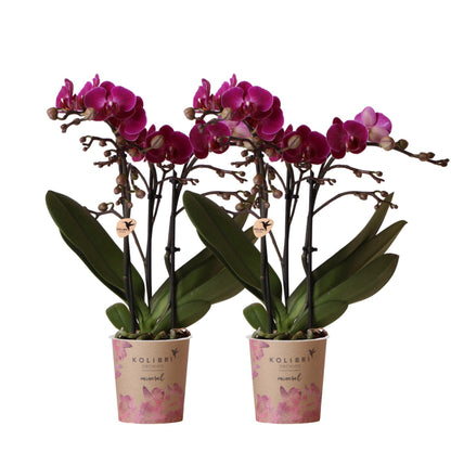 COMBI DEAL of 2 purple Orchids - Morelia - pot size 9cm