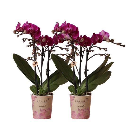 COMBI DEAL of 2 purple Orchids - Morelia - pot size 9cm